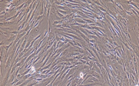 HSF Cells