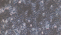 RD Cells