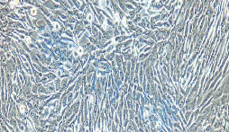 sw1353 Cells