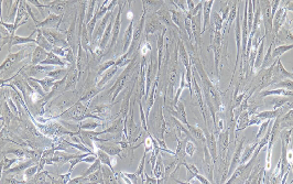 HA-VSMC Cells