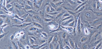 A875 Cells