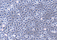 HUV-EC Cells