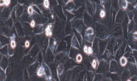 MV3 Cells