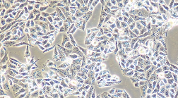 AN3CA Cells