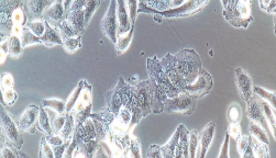 Bcap-37 Cells