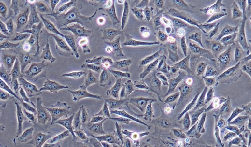 M14 Cells