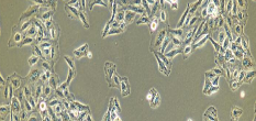 QSG-7701 Cells