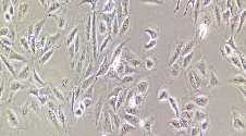 NCI-H446 Cells