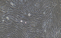 EC109 Cells