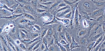 AD-293 Cells