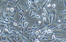 QBC939 Cells
