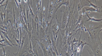 BJ Cells