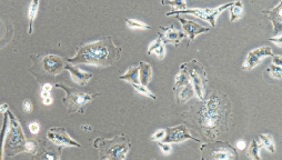 A549/DDP Cells