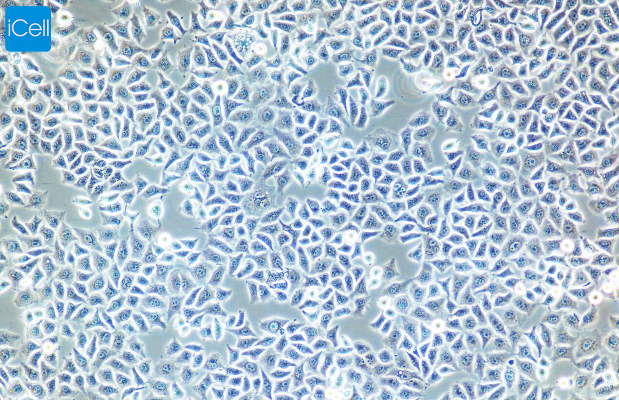 DC 2.4  小鼠树突状细胞