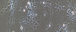 HS578BST Cells