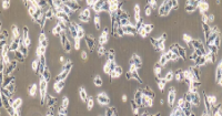 A375 Cells