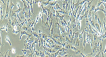 KNS-89 Cells