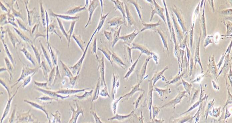 SW579 Cells