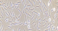 SW579 Cells