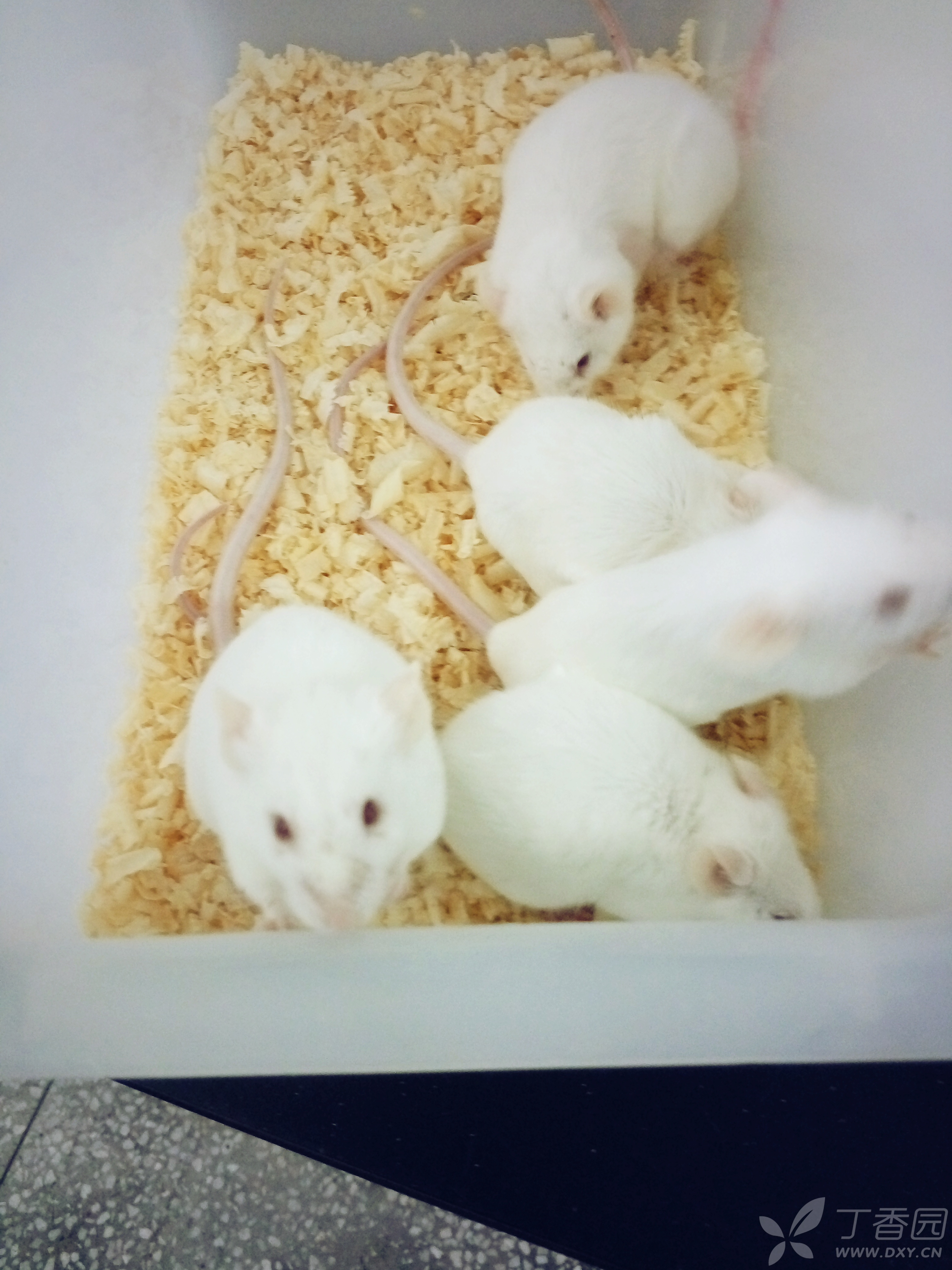 我养的昆明小鼠最近死亡的很多