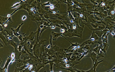 DI TNC1 Cells