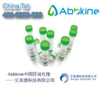 eNOS抗体 |eNOS Antibody，NOS3，cNOS，ECNOS ，EC-NOS，NOSIII
