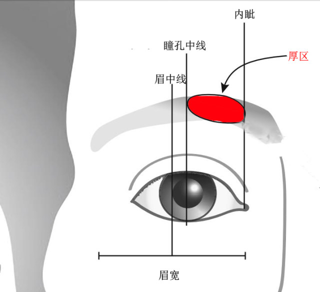 皱眉肌降眉肌图片