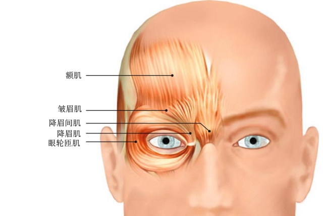 眉弓结构解剖图片