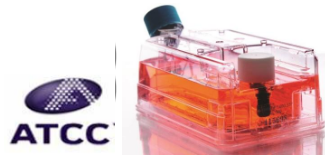 人子宫鳞癌细胞（高分化）；HCC 94