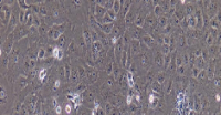 Vero E6 Cells