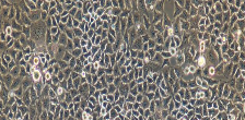 LTPA Cells