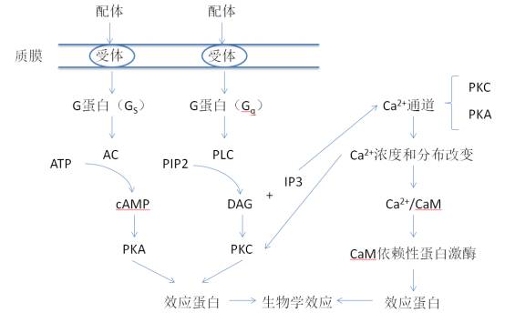 ca 2/钙调蛋白依赖的蛋白激酶通路(见下图右侧途径 激活:g