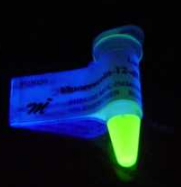 GCNF-Luc荧光素酶报告基因质粒