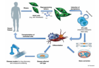 iPS细胞定向分化