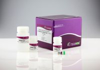 血液基因组DNA提取系统(0.1-20 ml)(DP349)