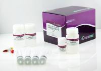 高纯质粒大提试剂盒(DP116)