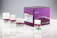 血液基因组DNA提取试剂盒(DP348)