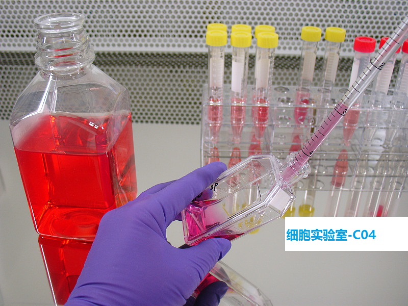 RBMVEC；大鼠脑微血管内皮细胞