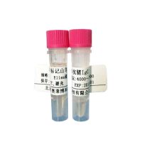 北京现货小鼠抗GPX1抗体(谷胱甘肽过氧化物酶1抗体)供应