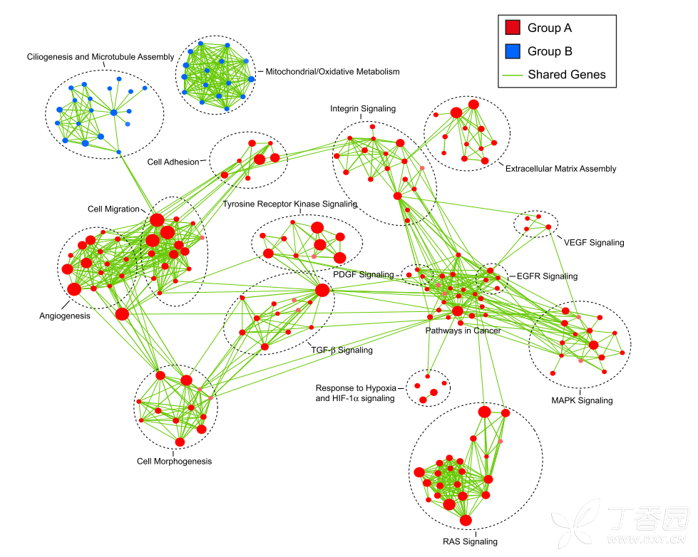 Photо Protein Network Cytoscape. TGF B signaling Pathways in extracellular Matrix.