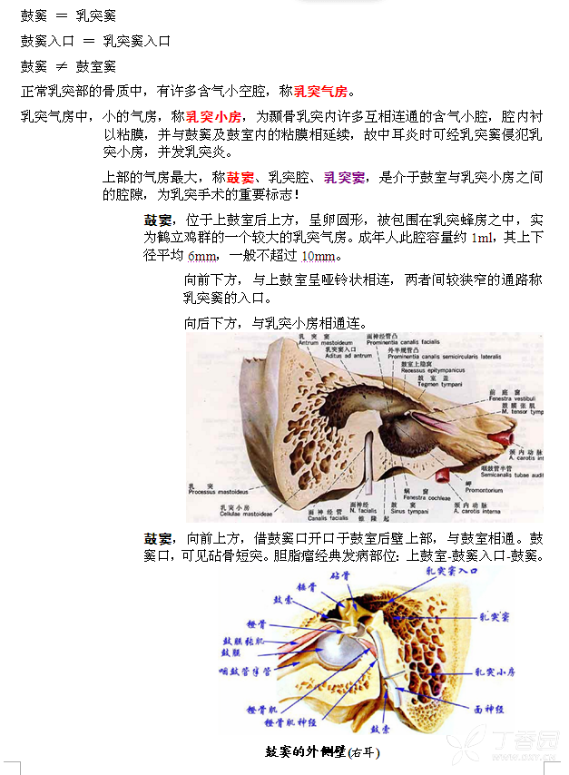 乳突气房大小图片