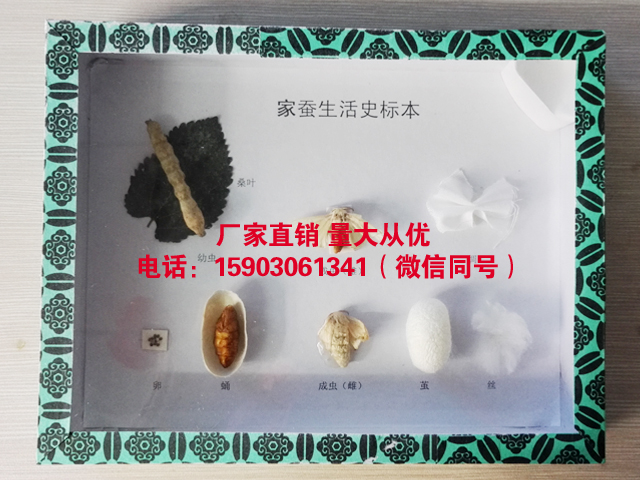 家蚕生活史标本 昆虫生活史