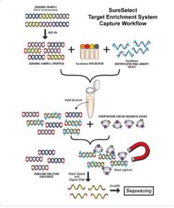 捕获探针试剂盒定制