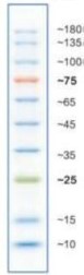 预染彩虹蛋白Marker(10-180kDa)