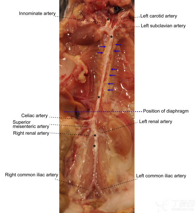 小鼠心血管解剖结构图片