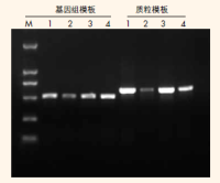 2×Taq PCR StarMix Loading Dye Free