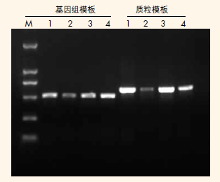 2×Taq PCR StarMix with Loading Dye