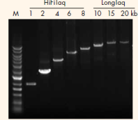 LongTaq DNA Polymerase