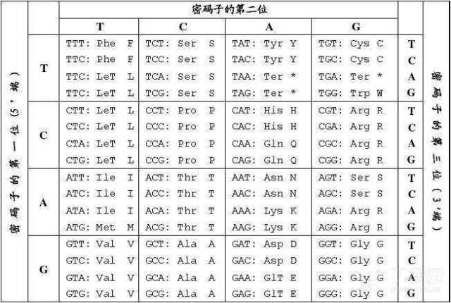 氨基酸密码子表AC图片