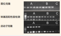 Plant Genomic DNA Extraction Kit